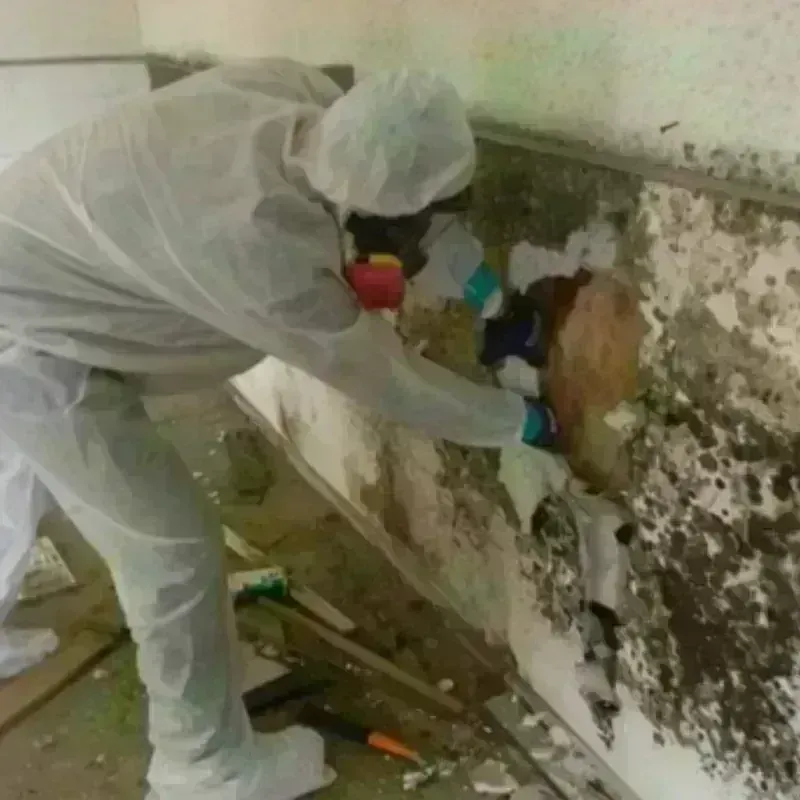 Mold Remediation and Removal in West Sedona, AZ